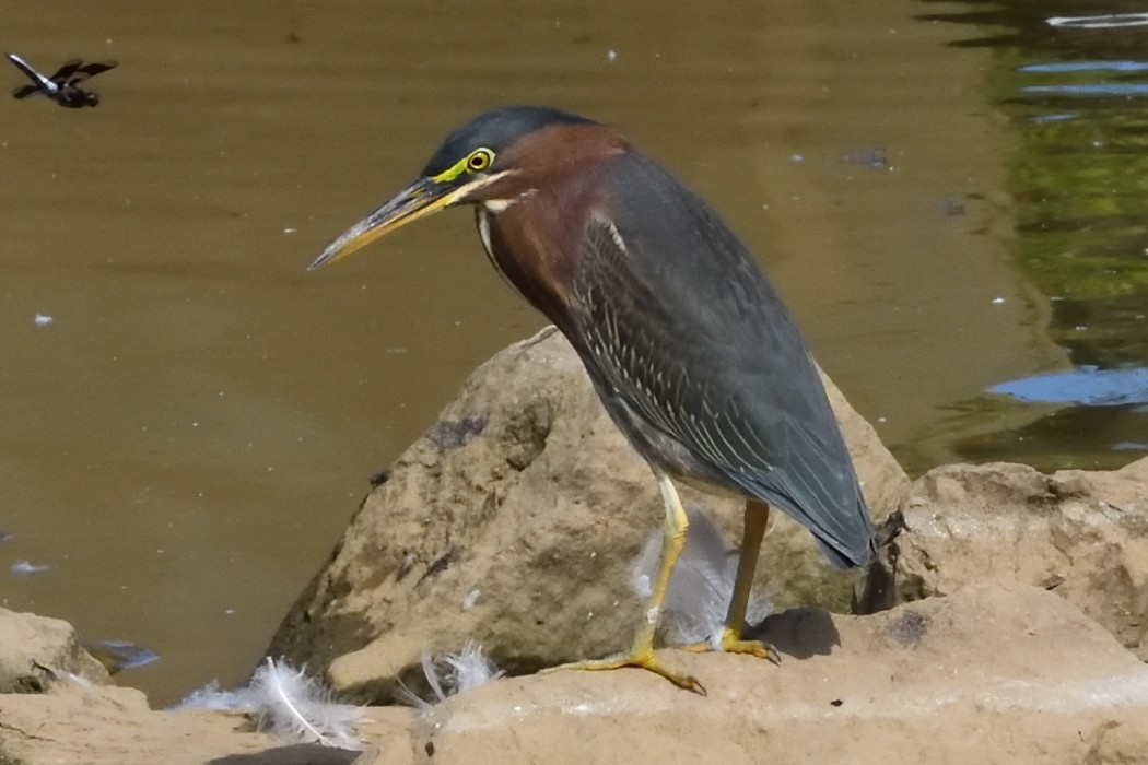 Green Heron - ML641939571