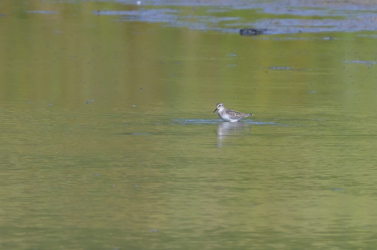 Semipalmated Sandpiper - ML641939581