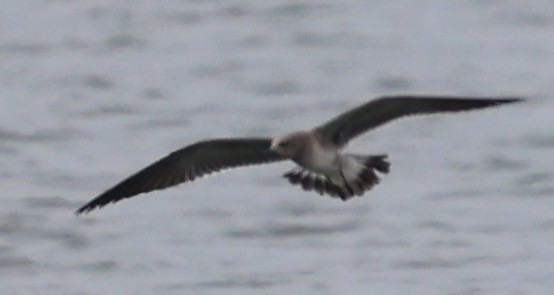 Laughing Gull - ML641939582