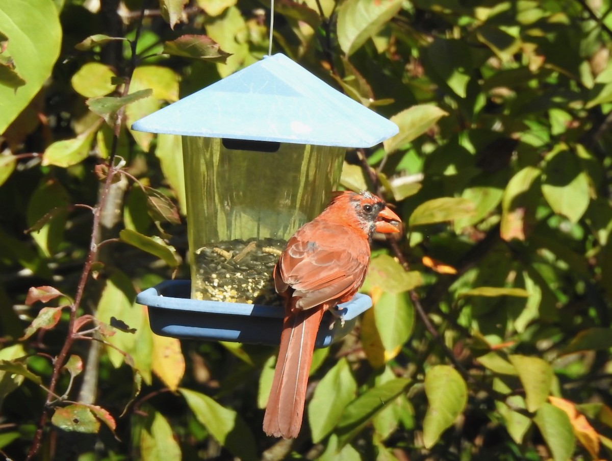 Northern Cardinal - ML641939583