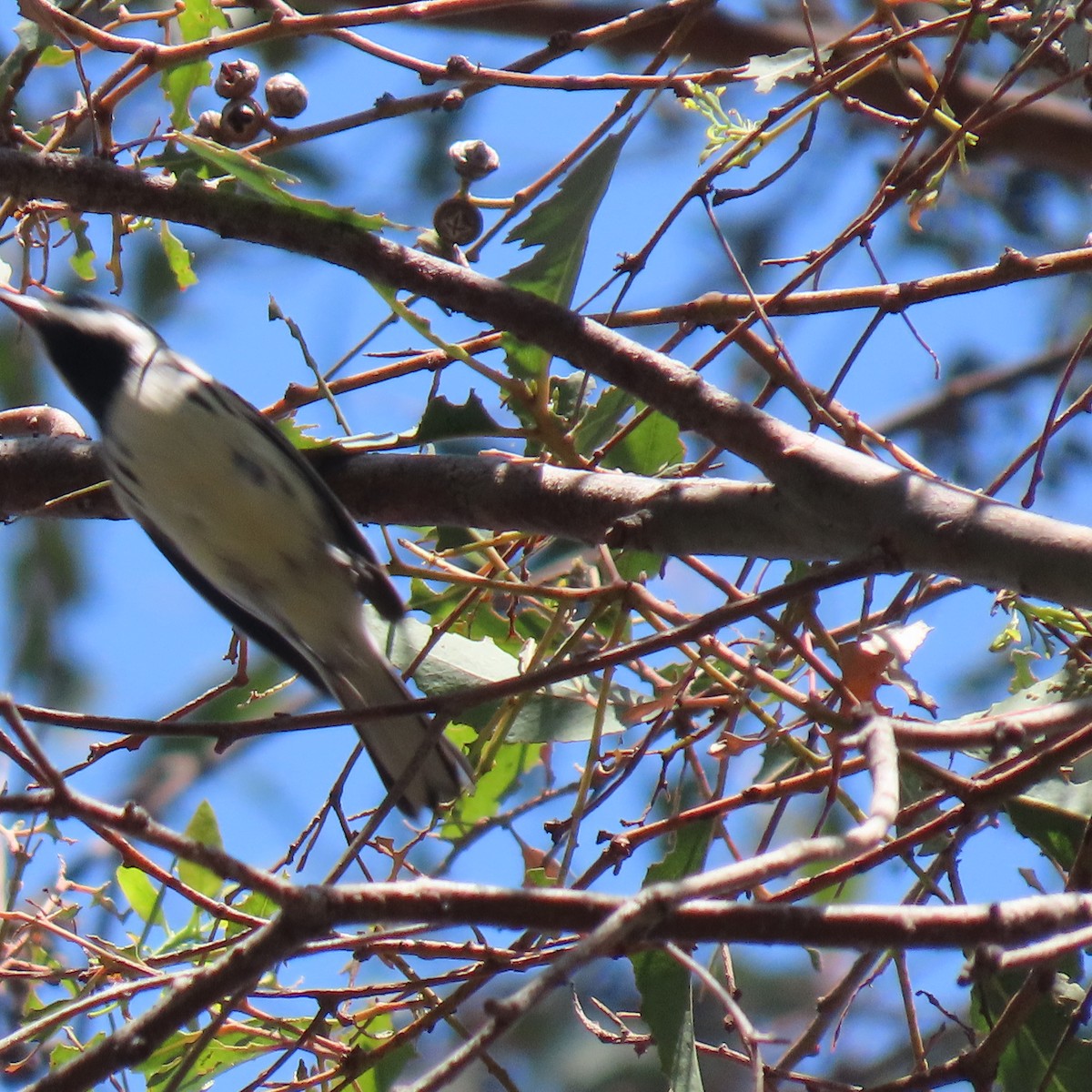Black-throated Gray Warbler - ML641939591