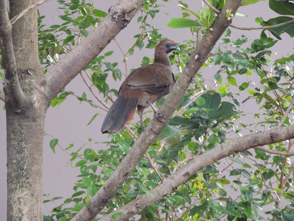 Scaled Chachalaca - ML641939592