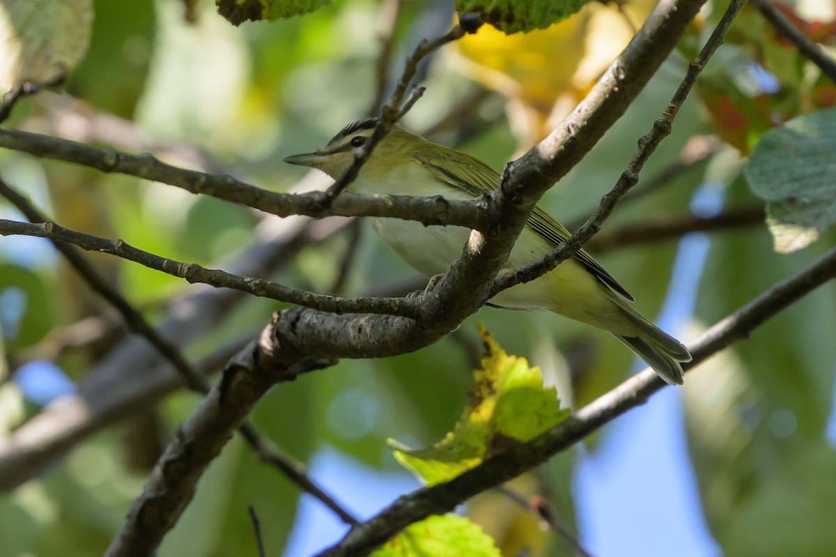 Red-eyed Vireo - ML641939593