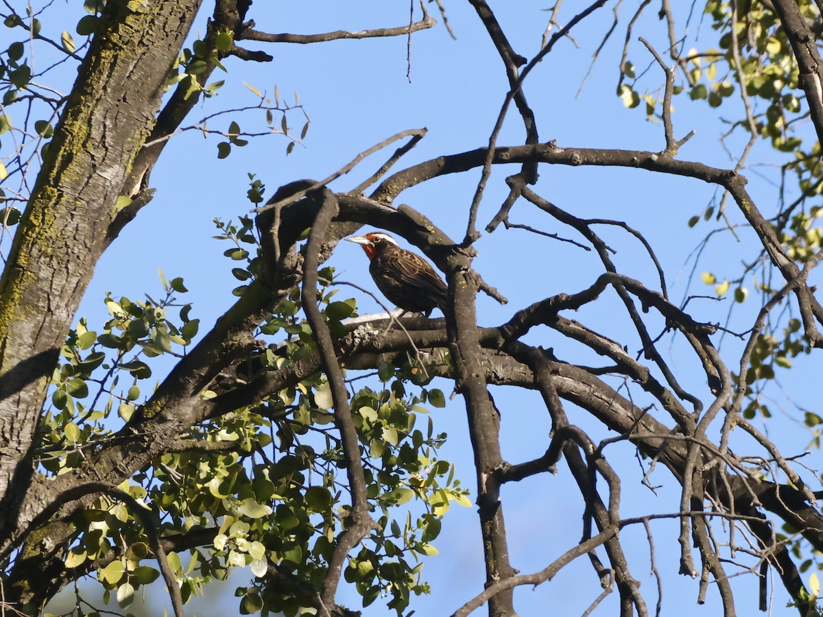 Long-tailed Meadowlark - ML641939594