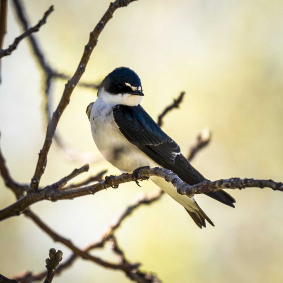 White-rumped Swallow - ML641939595
