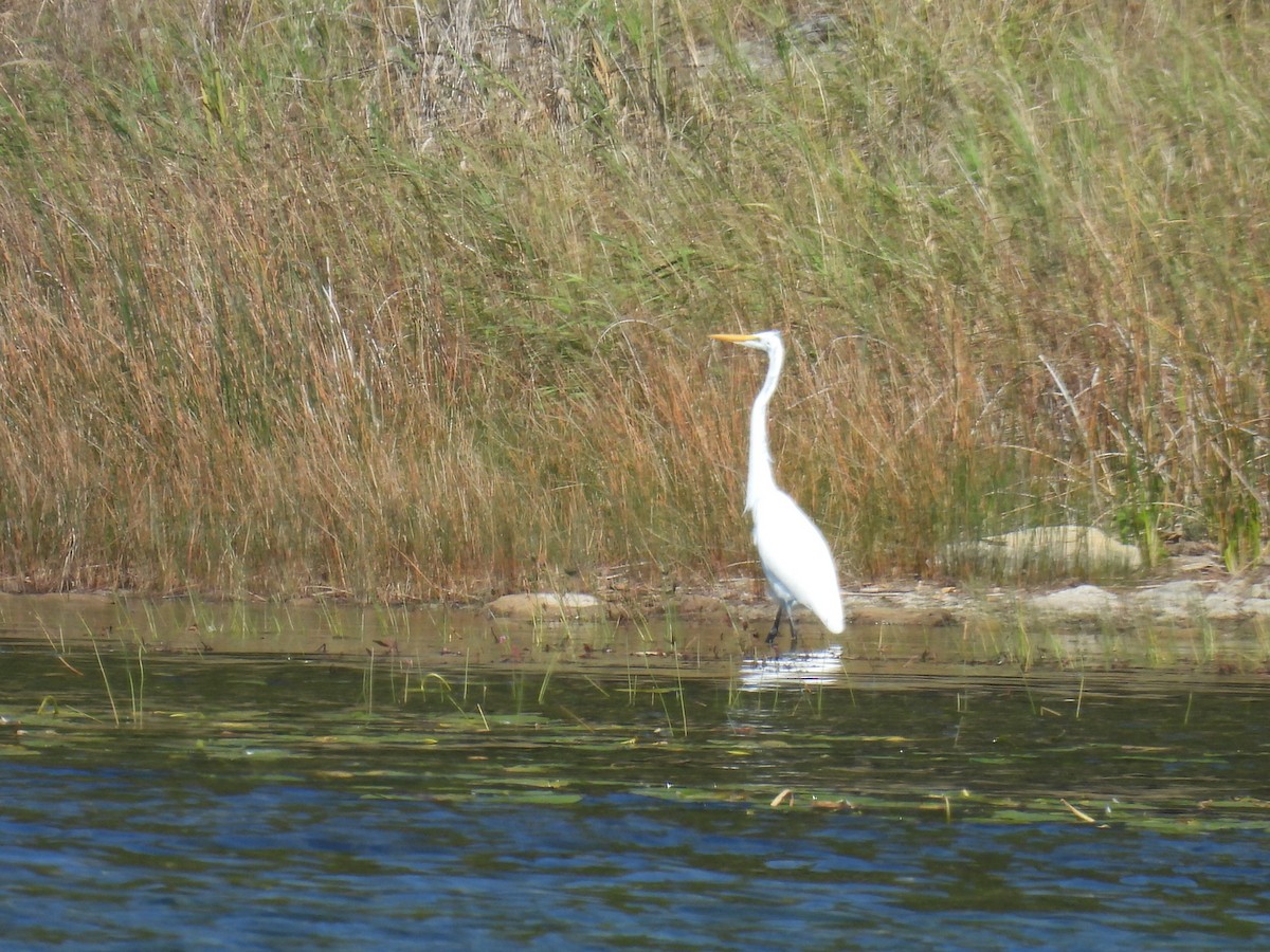 Great Egret - ML641939596