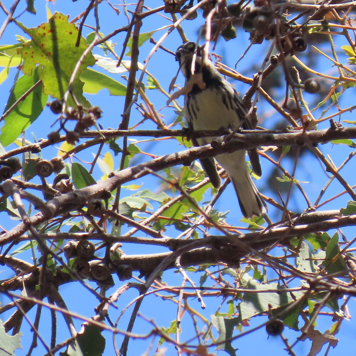 Black-throated Gray Warbler - ML641939597