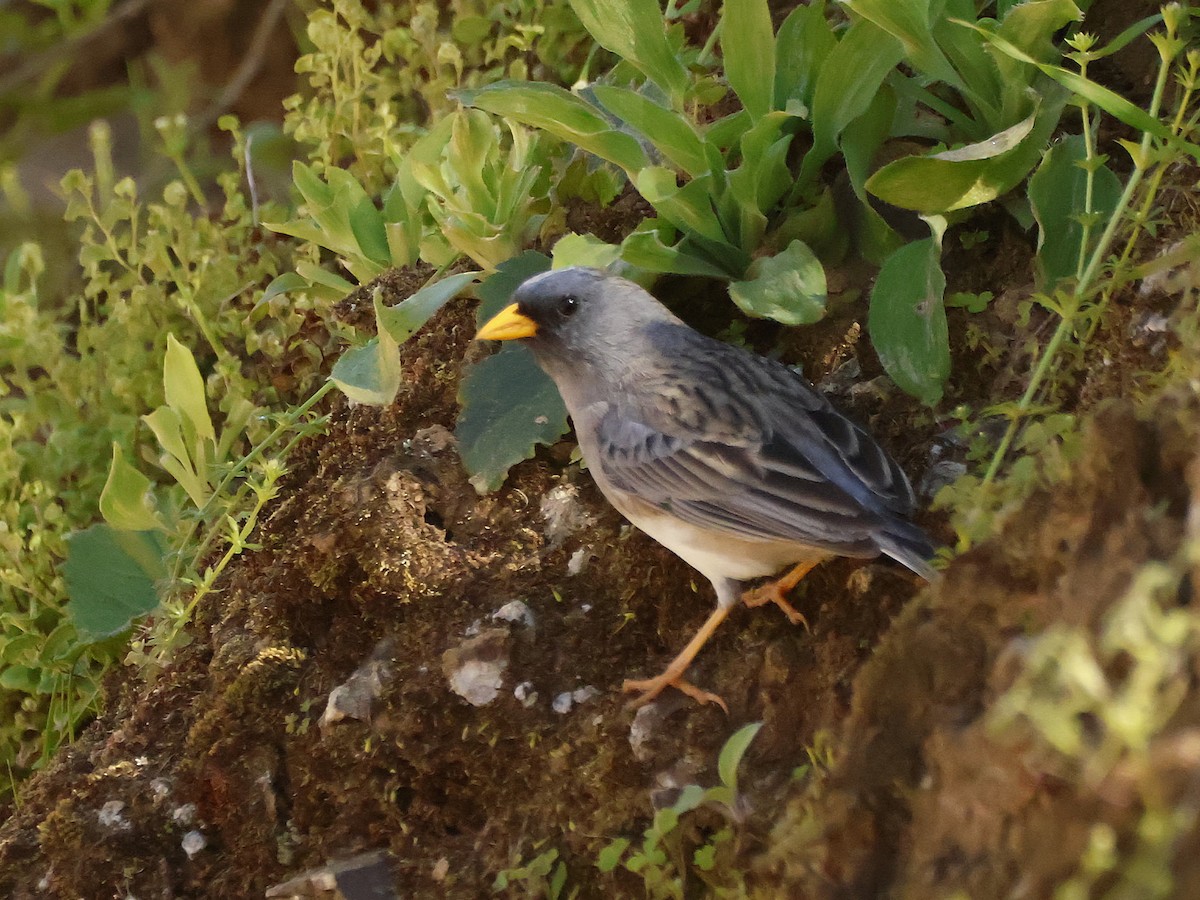 Band-tailed Sierra Finch - ML641939601