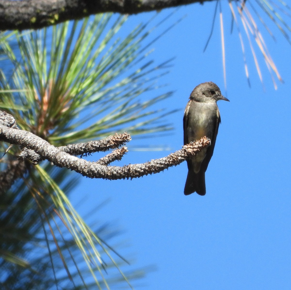 Western Wood-Pewee - ML641939602