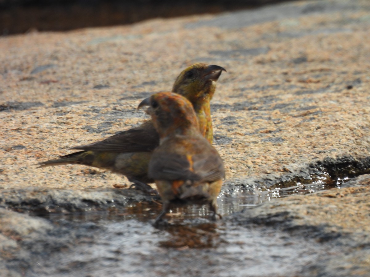 Red Crossbill - ML641939604