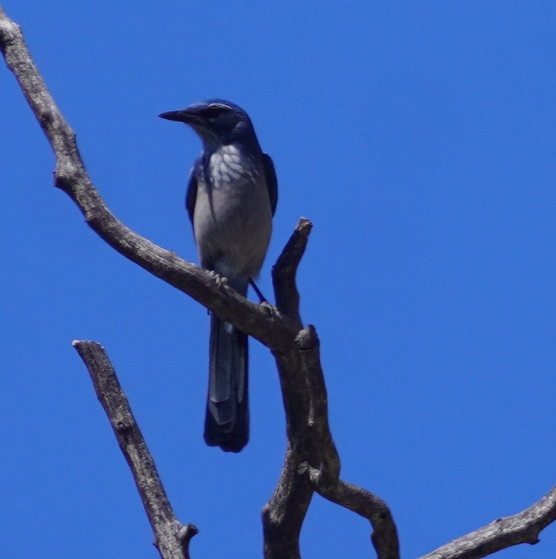Woodhouse's Scrub-Jay - ML641939605