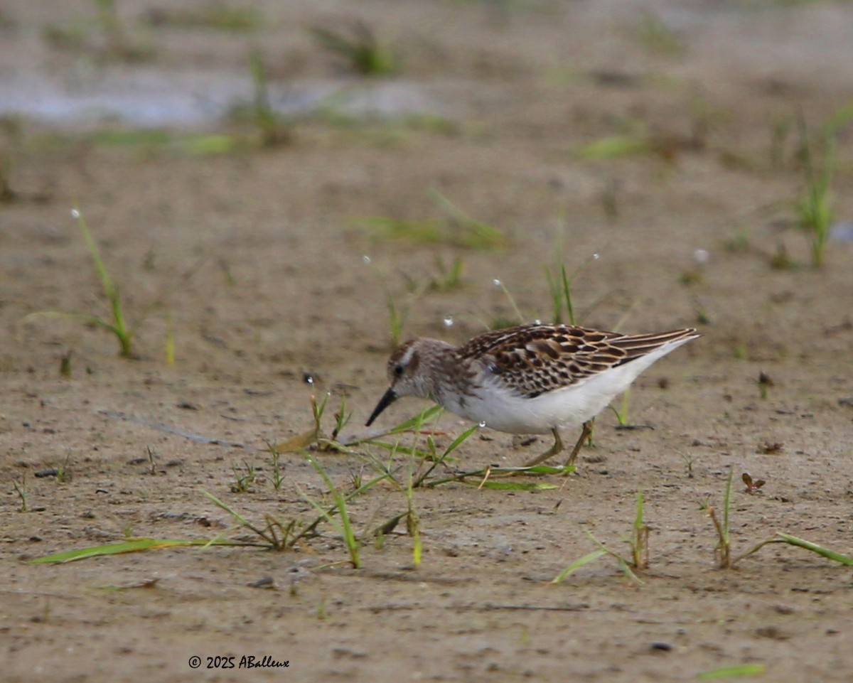 Least Sandpiper - ML641939606