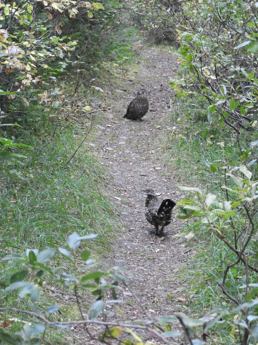 Spruce Grouse - ML641939607