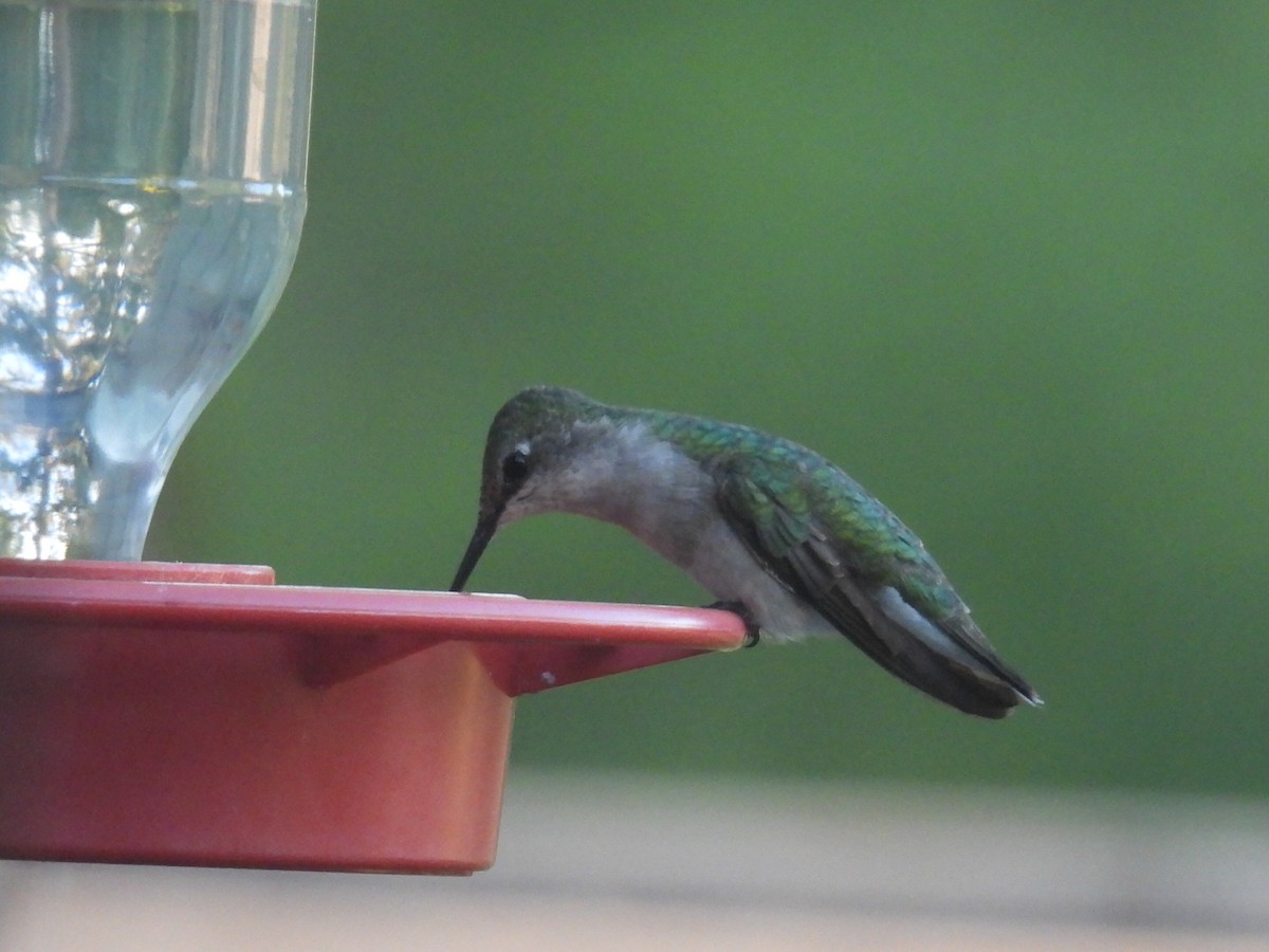 Colibrí Gorjirrubí - ML641939611