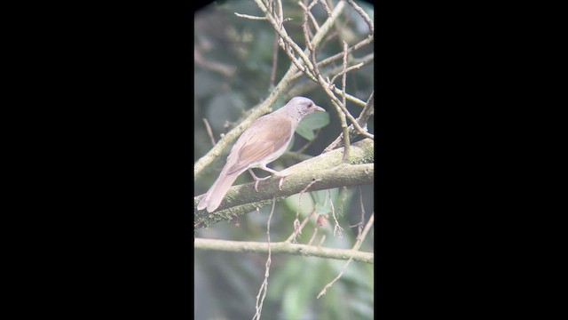 Pale-breasted Thrush - ML641939614