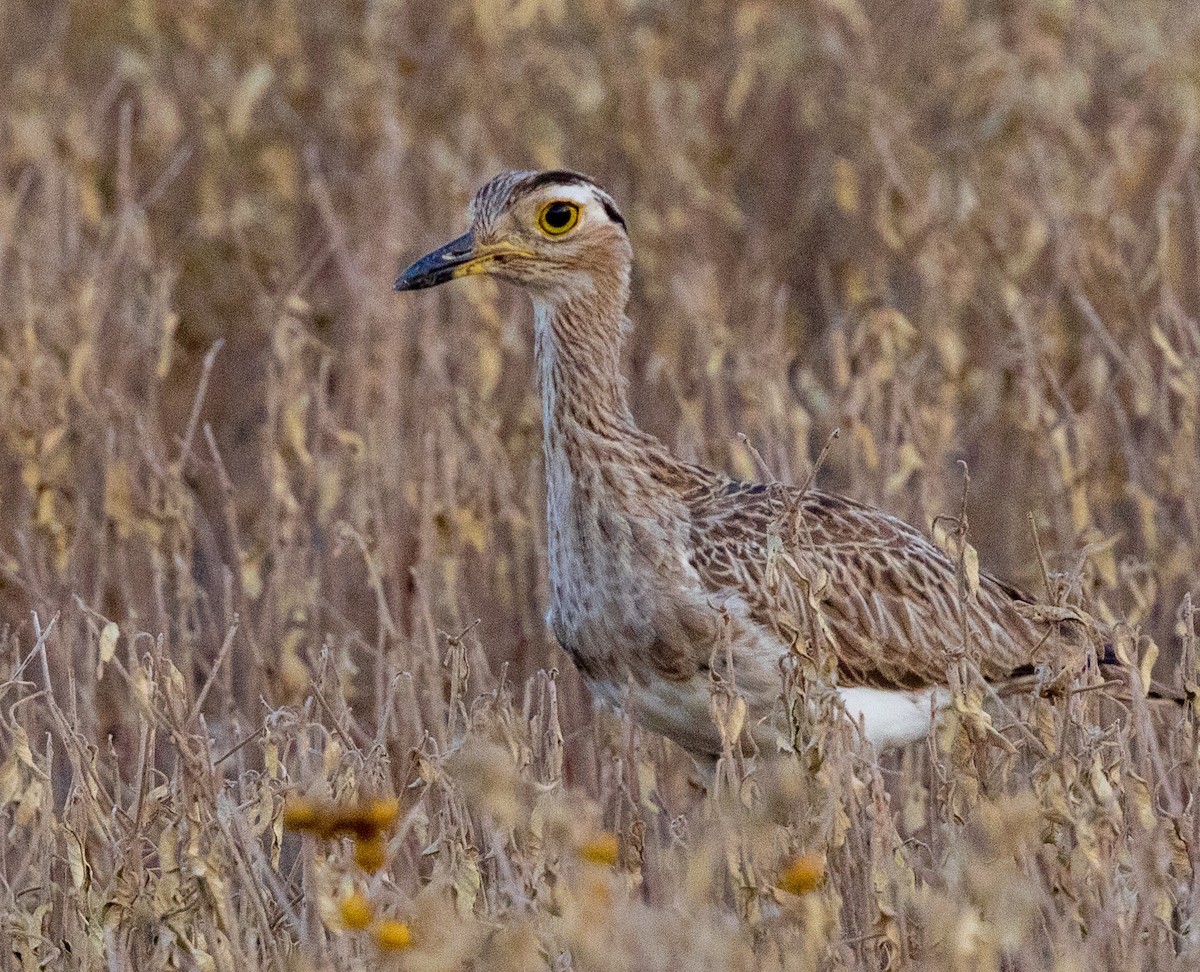 Double-striped Thick-knee - ML641939625