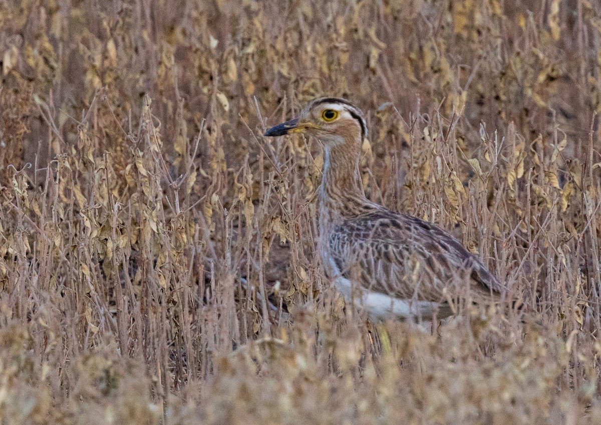 Double-striped Thick-knee - ML641939626