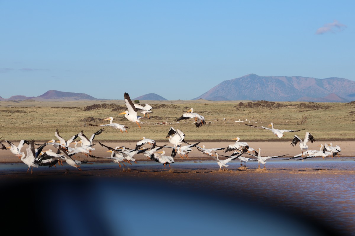 American White Pelican - ML641939630