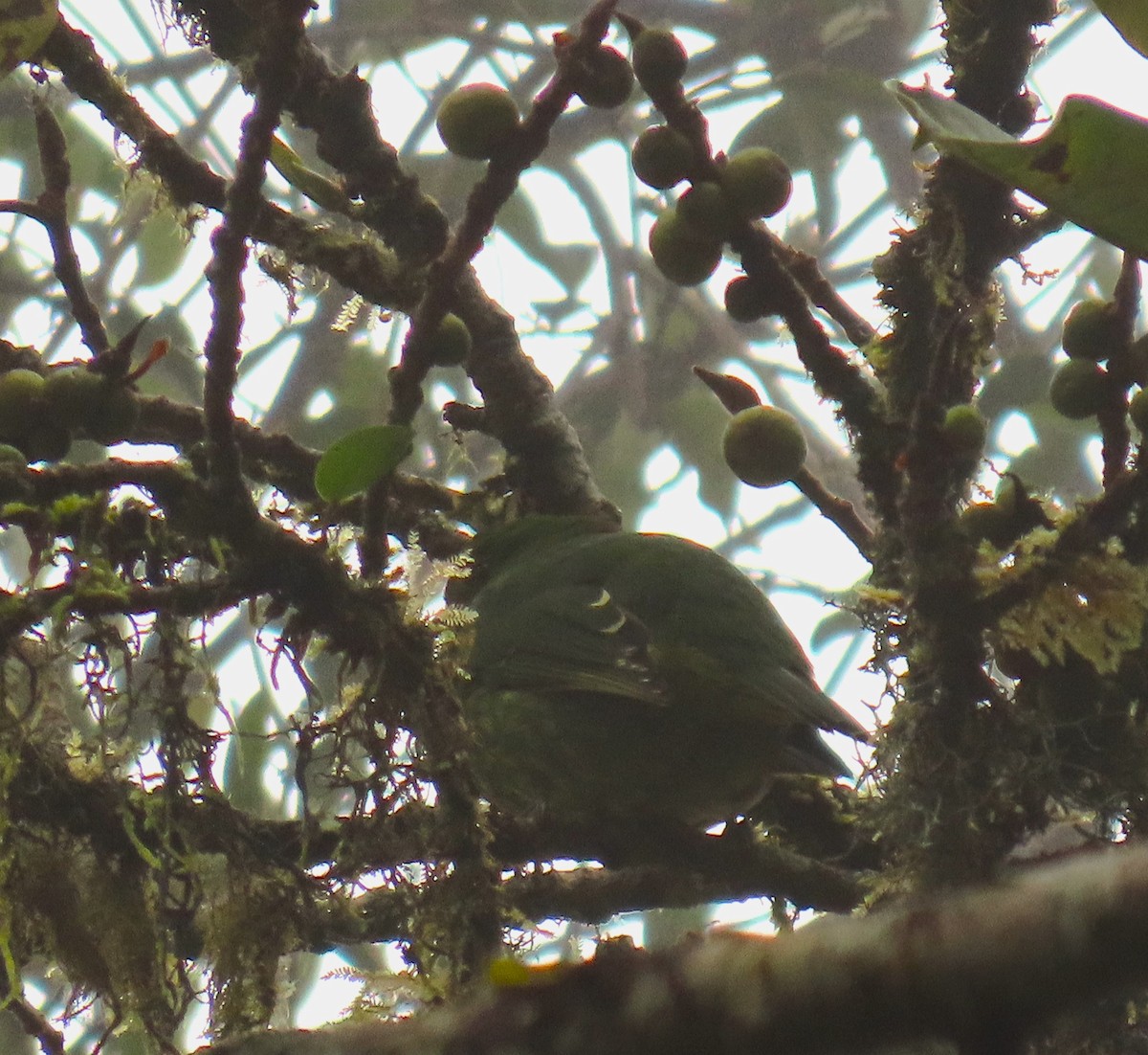 kotinga zelenočerná - ML641939631