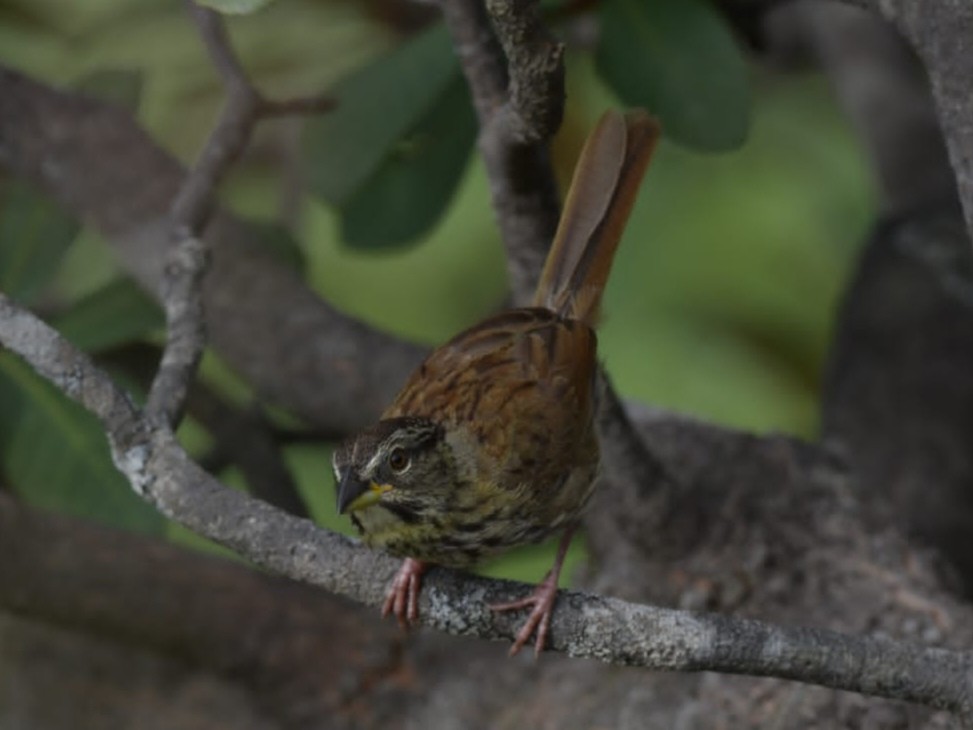 Rusty Sparrow - ML641939638