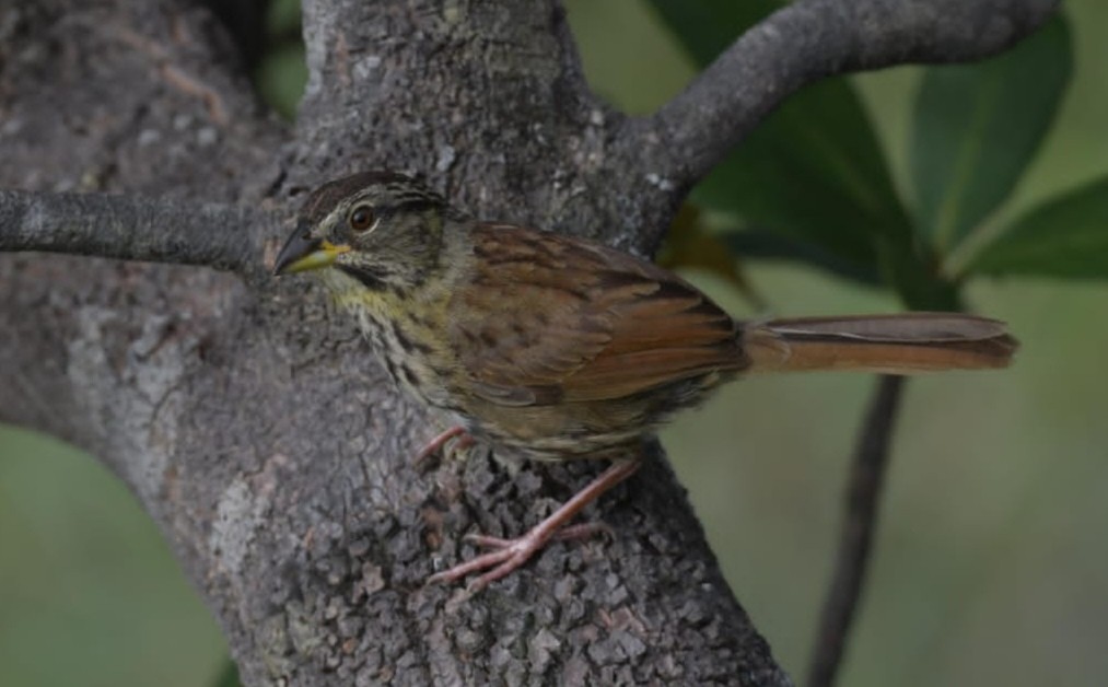 Rusty Sparrow - ML641939640