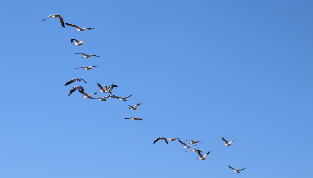 American White Pelican - ML641939641