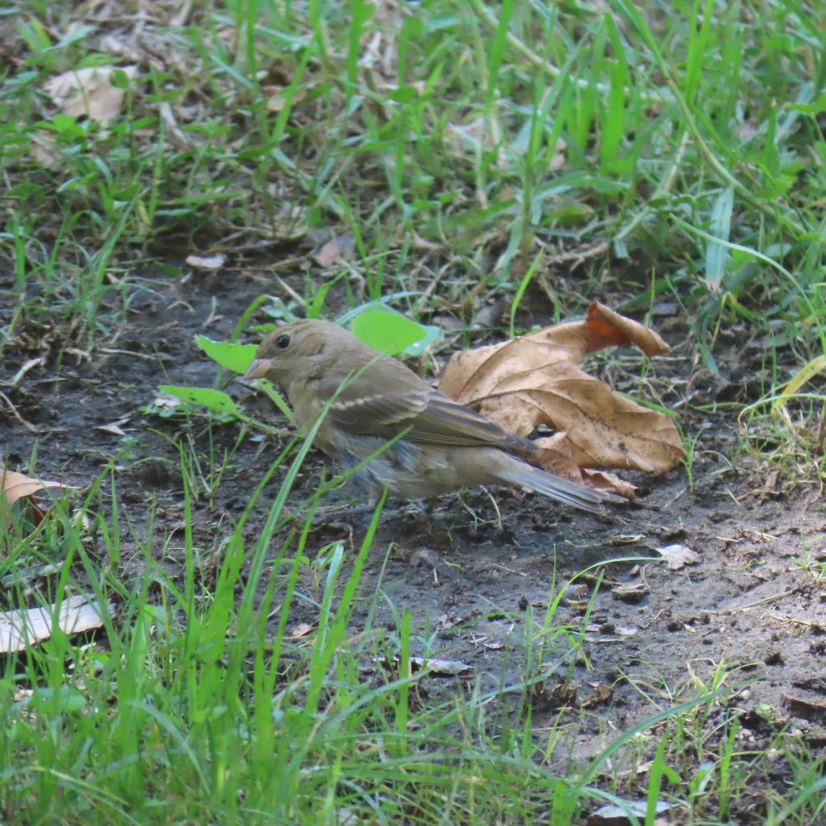 lazulispurv/indigospurv - ML641939643