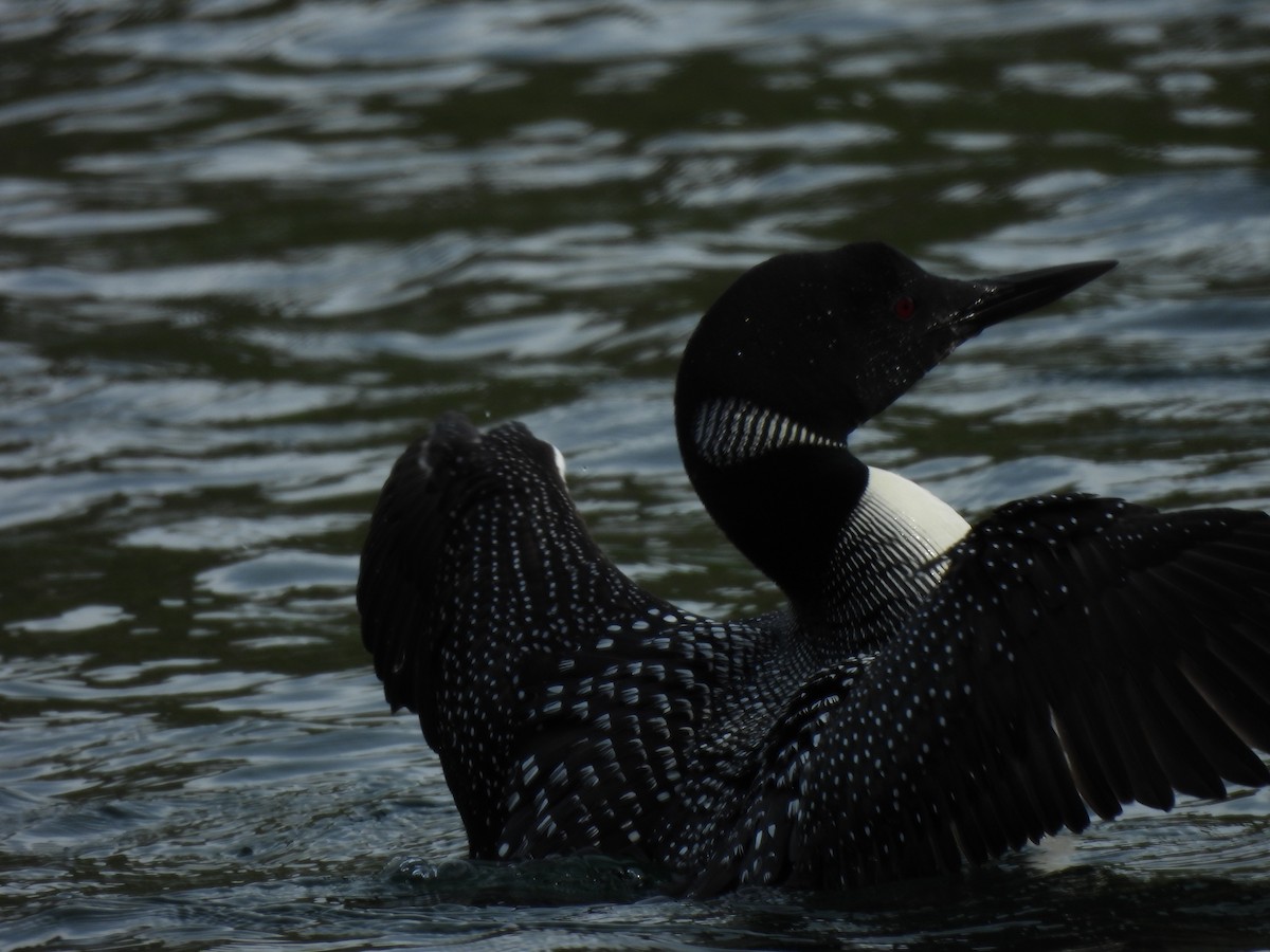 Common Loon - ML641939656