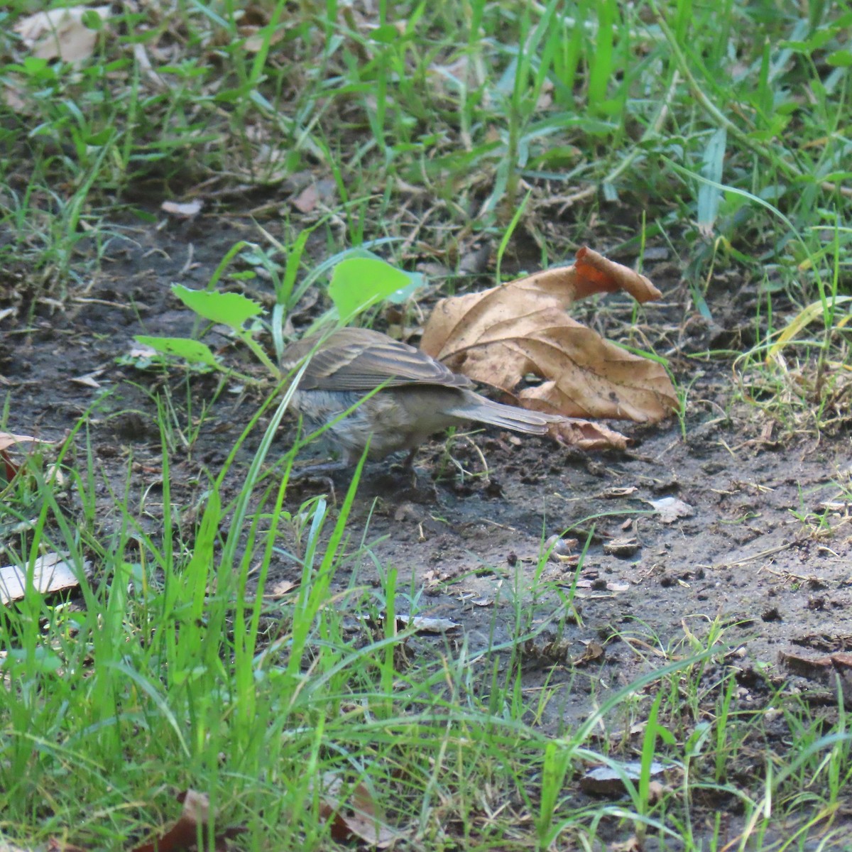 lazulispurv/indigospurv - ML641939657