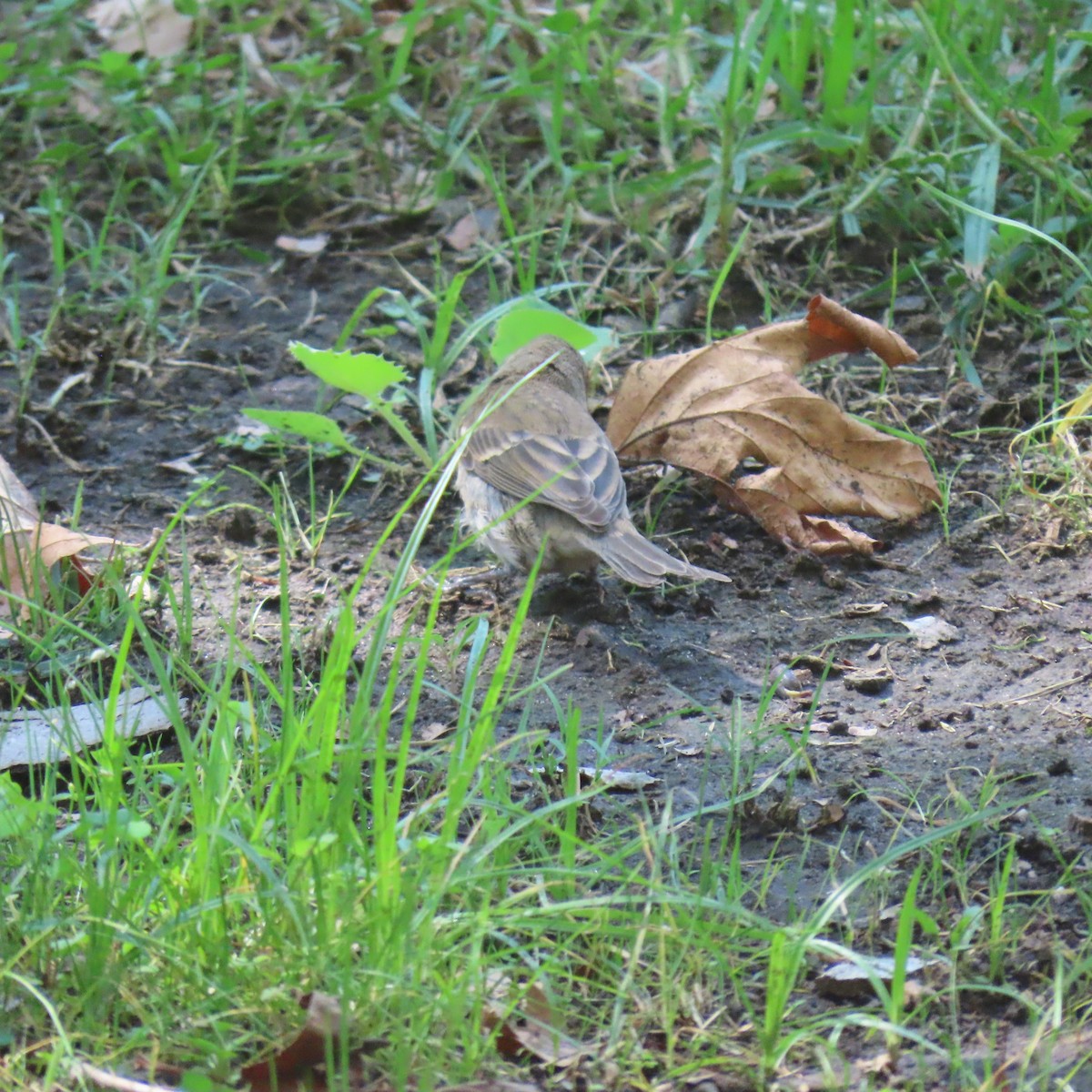 lazulispurv/indigospurv - ML641939664