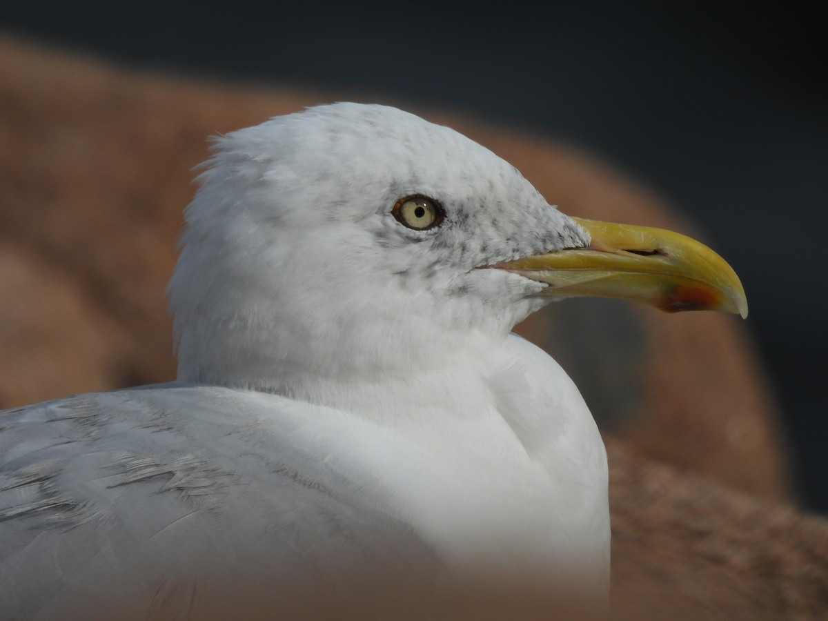 American Herring Gull - ML641939672