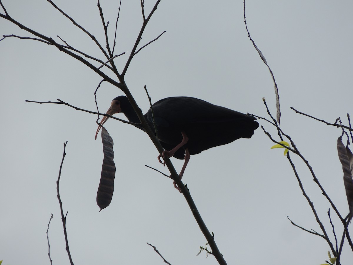 Ibis Afeitado - ML641939683