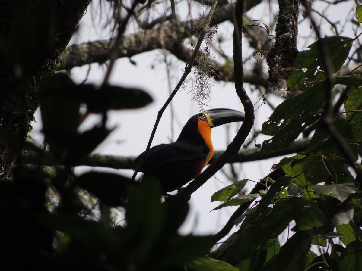 Channel-billed Toucan (Ariel) - ML641939697