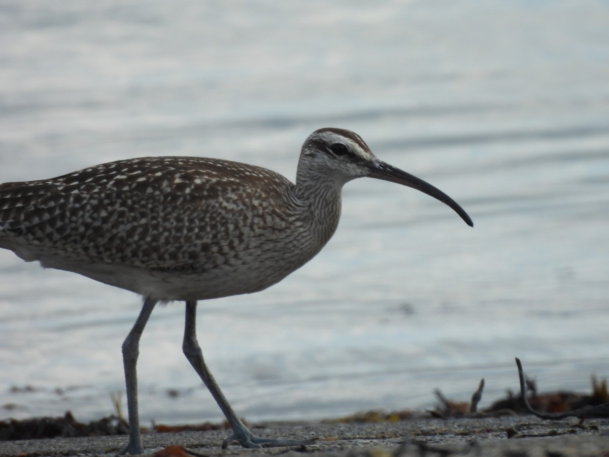 Hudsonian Whimbrel - ML641939701