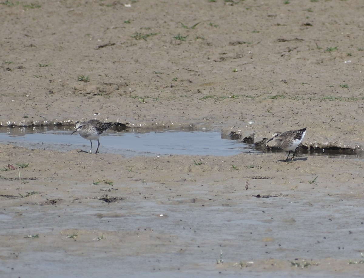 tanımsız küçük kumkuşu (Calidris sp.) - ML641939716