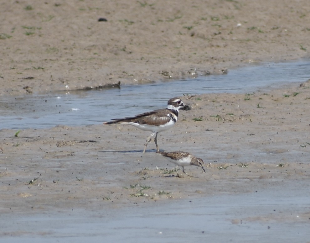 Killdeer - ML641939717