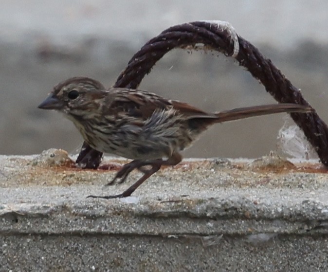 Song Sparrow - ML641939724