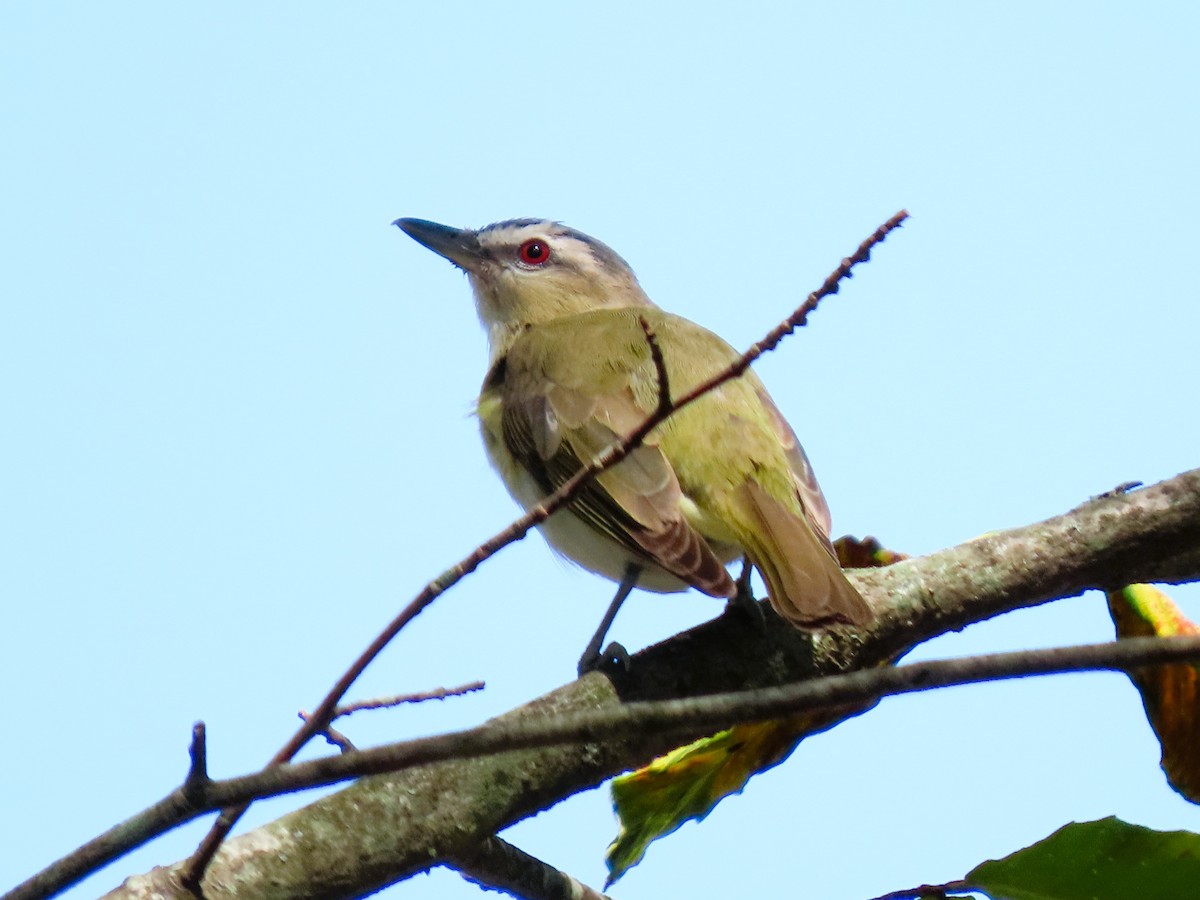 Red-eyed Vireo - ML641939737