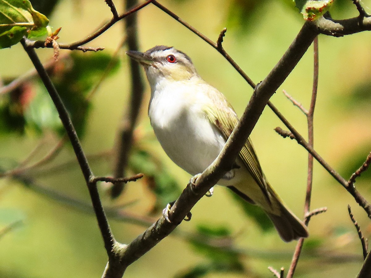 Red-eyed Vireo - ML641939738