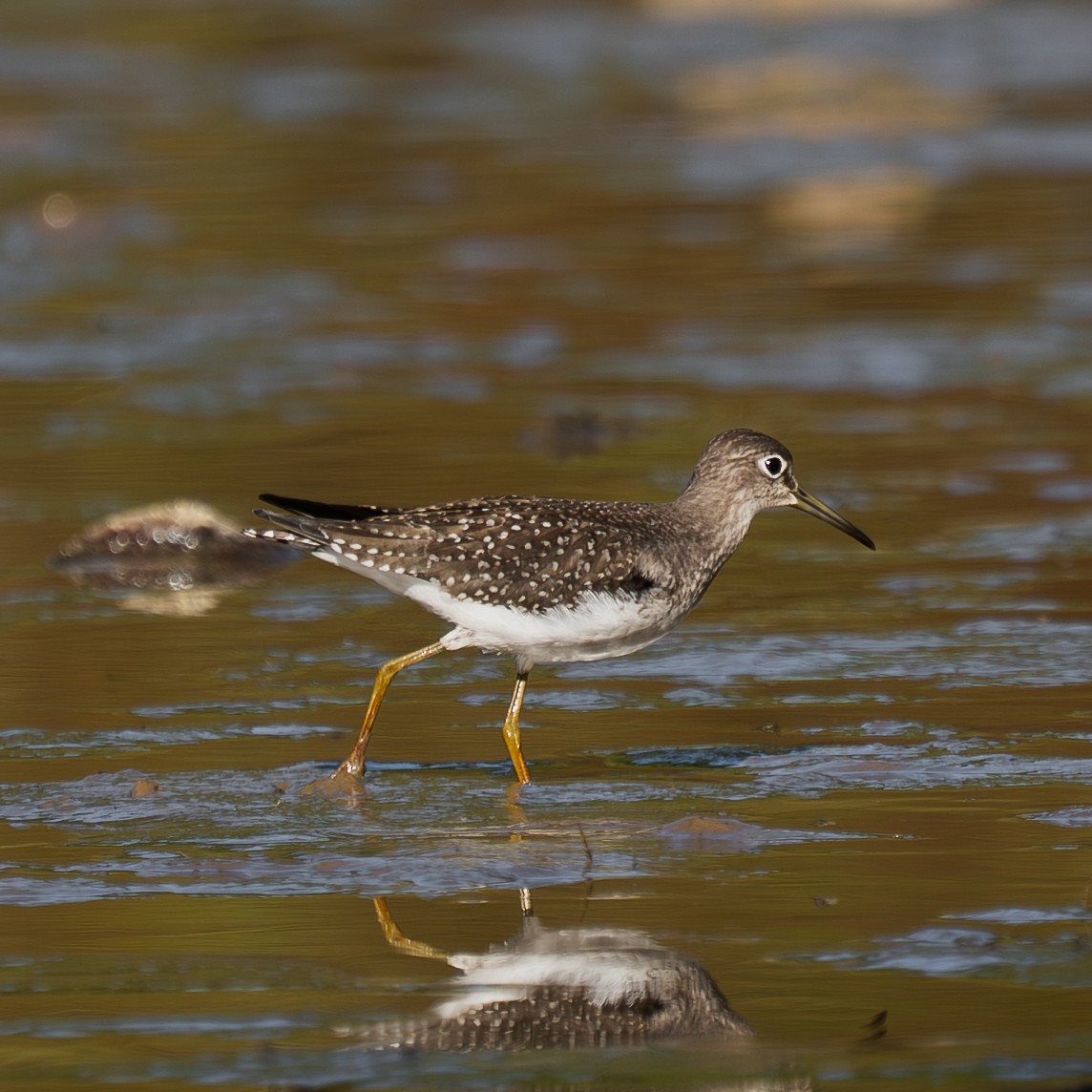 Solitary Sandpiper - ML641939742