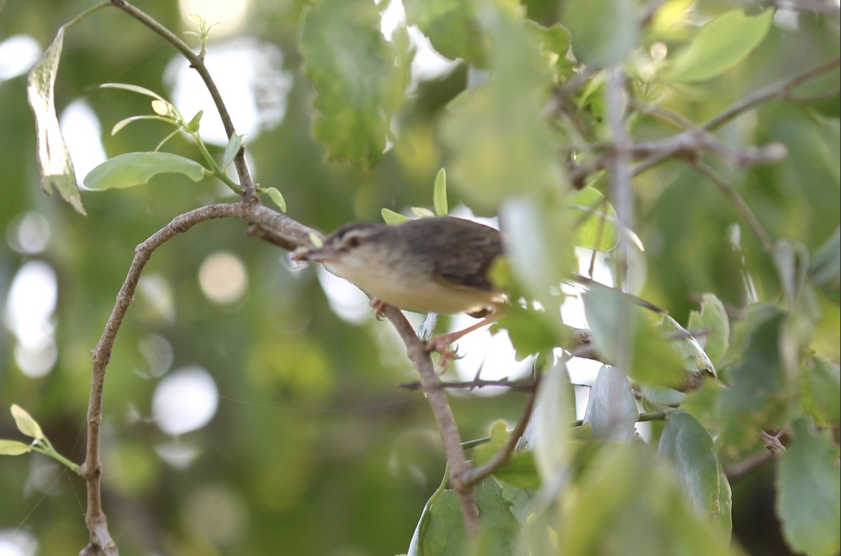 Plain Prinia - ML641939747