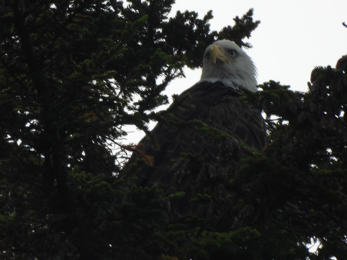 Bald Eagle - ML641939753