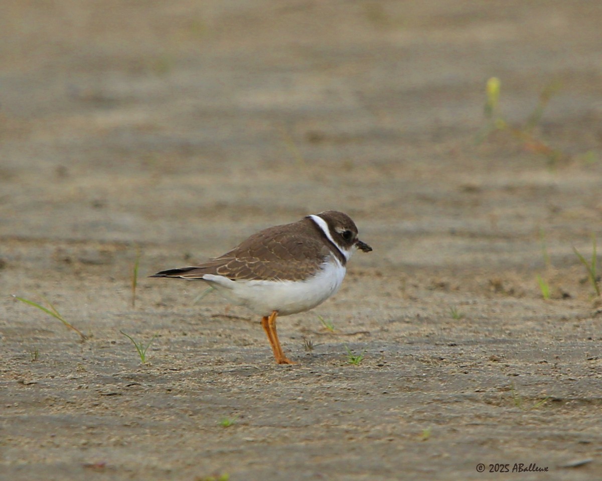 Semipalmated Plover - ML641939759
