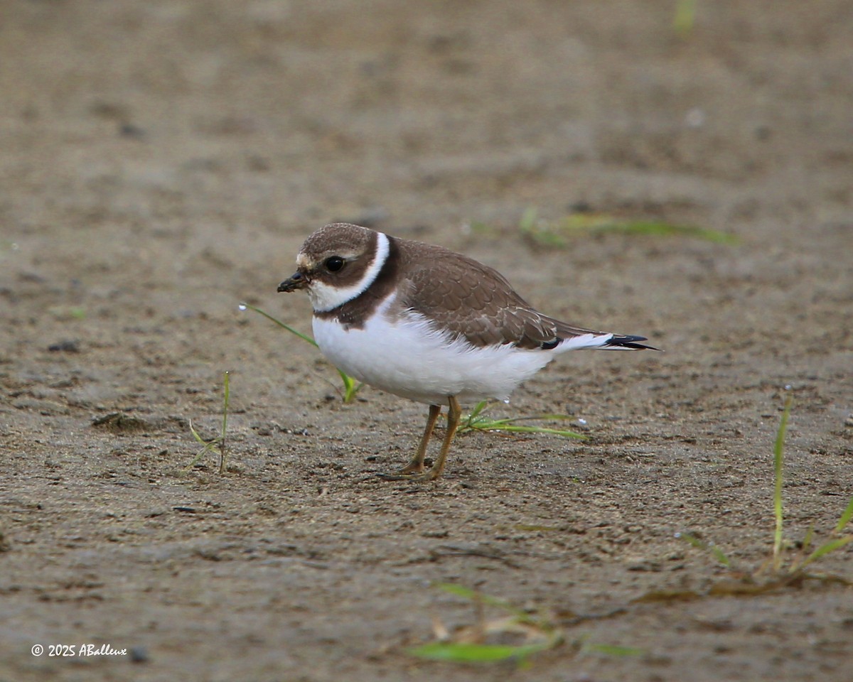 Semipalmated Plover - ML641939760