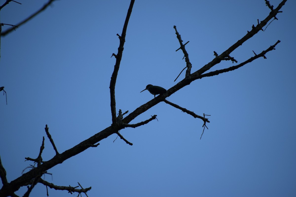 Colibrí Gorjirrubí - ML641939765