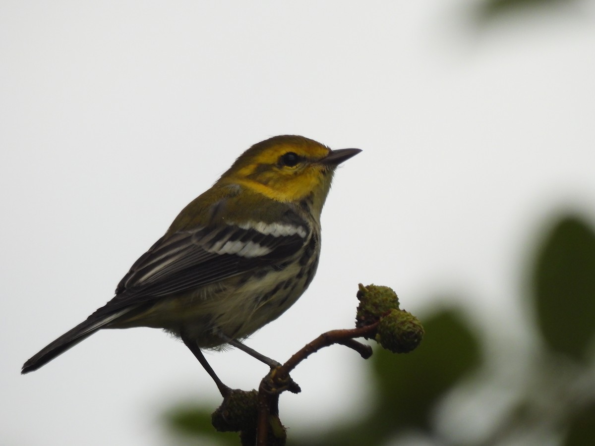 Black-throated Green Warbler - ML641939776