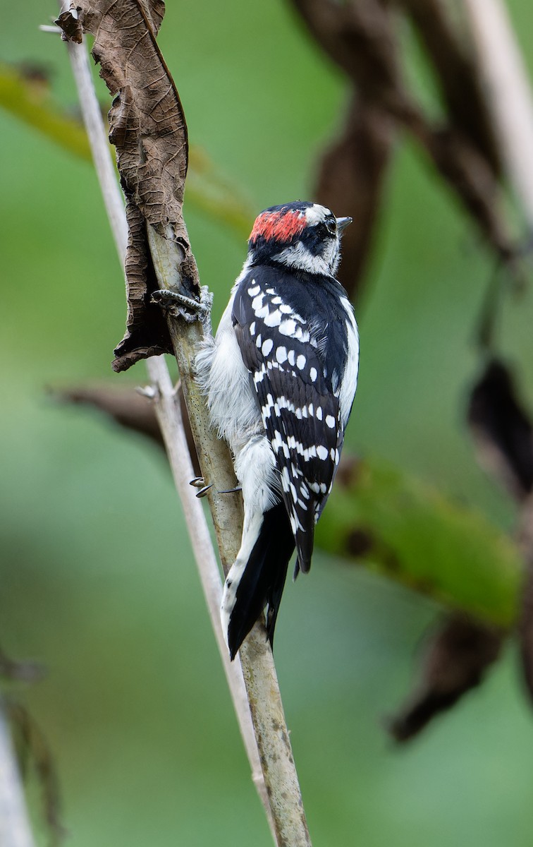 Downy Woodpecker - ML641939790