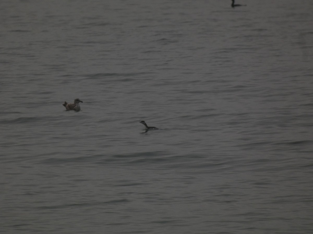 Horned Grebe - ML641939793