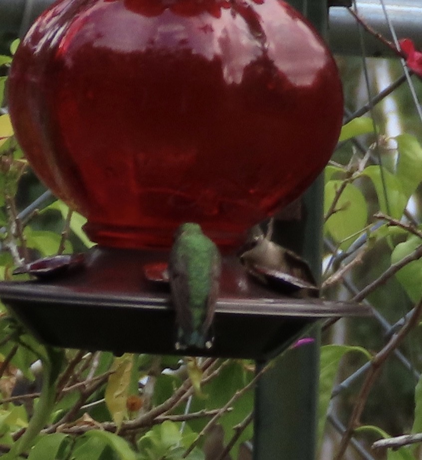 Colibrí Gorjirrubí - ML641939813