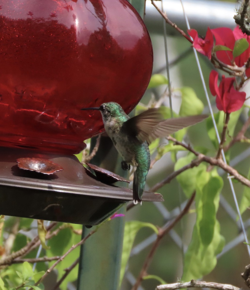 Colibrí Gorjirrubí - ML641939814